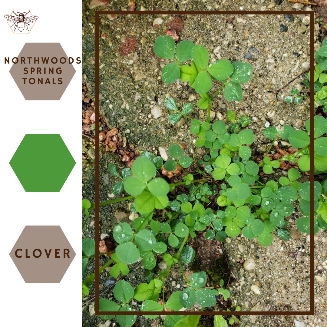 Clover