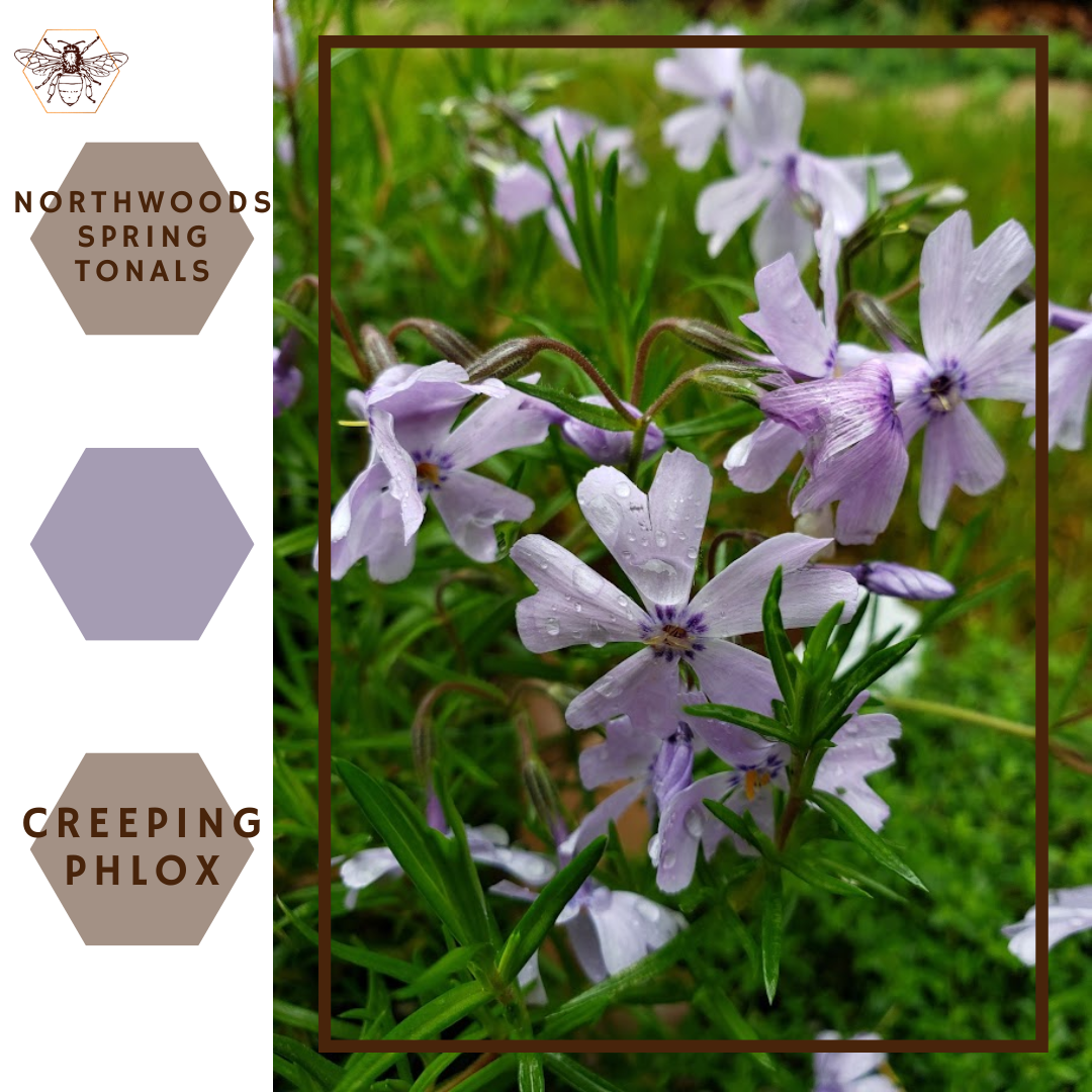 Creeping Phlox