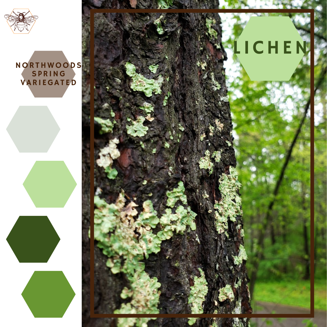 Lichen