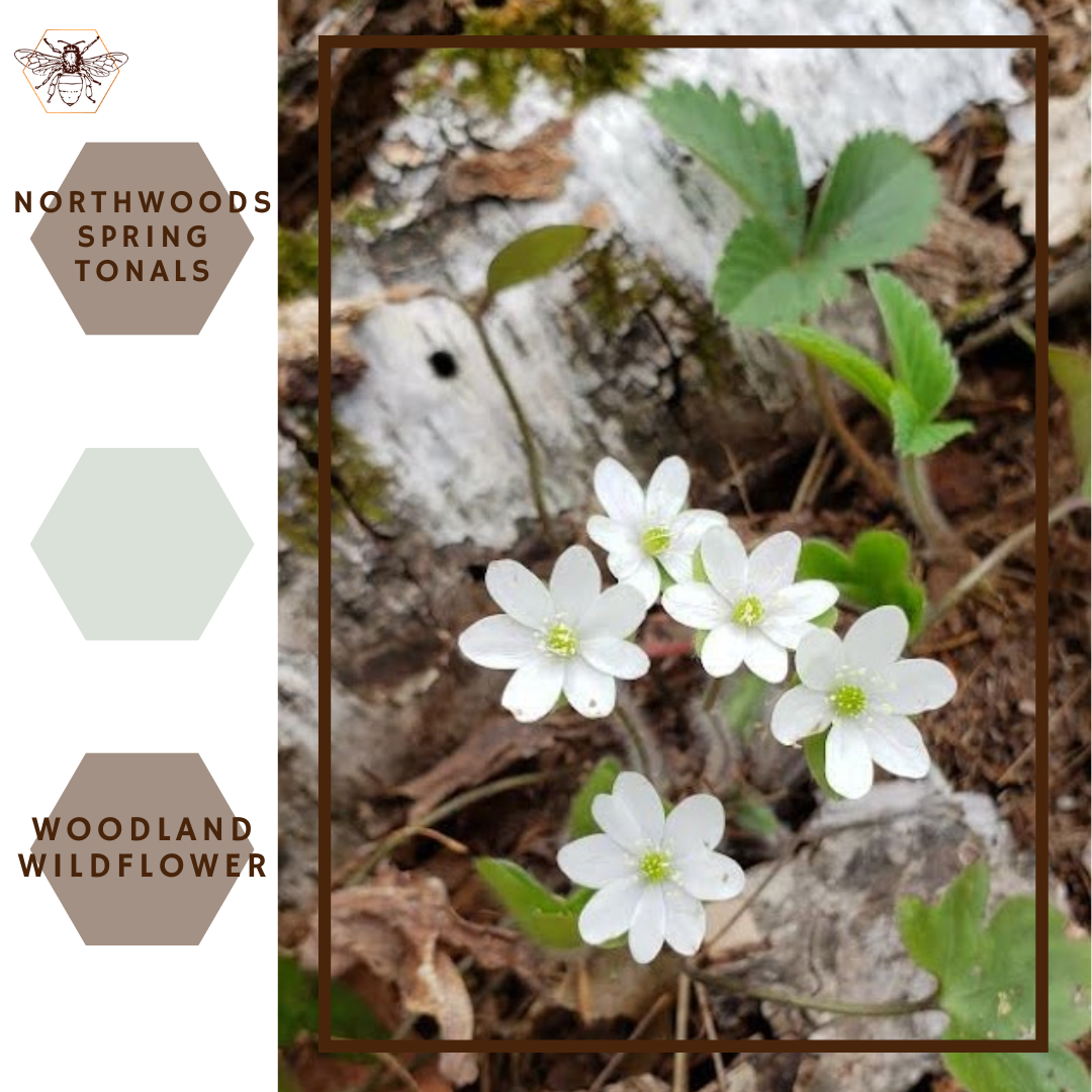 Woodland Wildflower